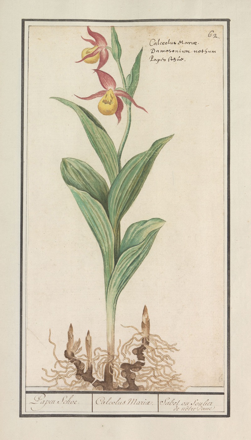 Anselmus Boëtius de Boodt - Vrouwenschoentje (Cypripedium calceolus)