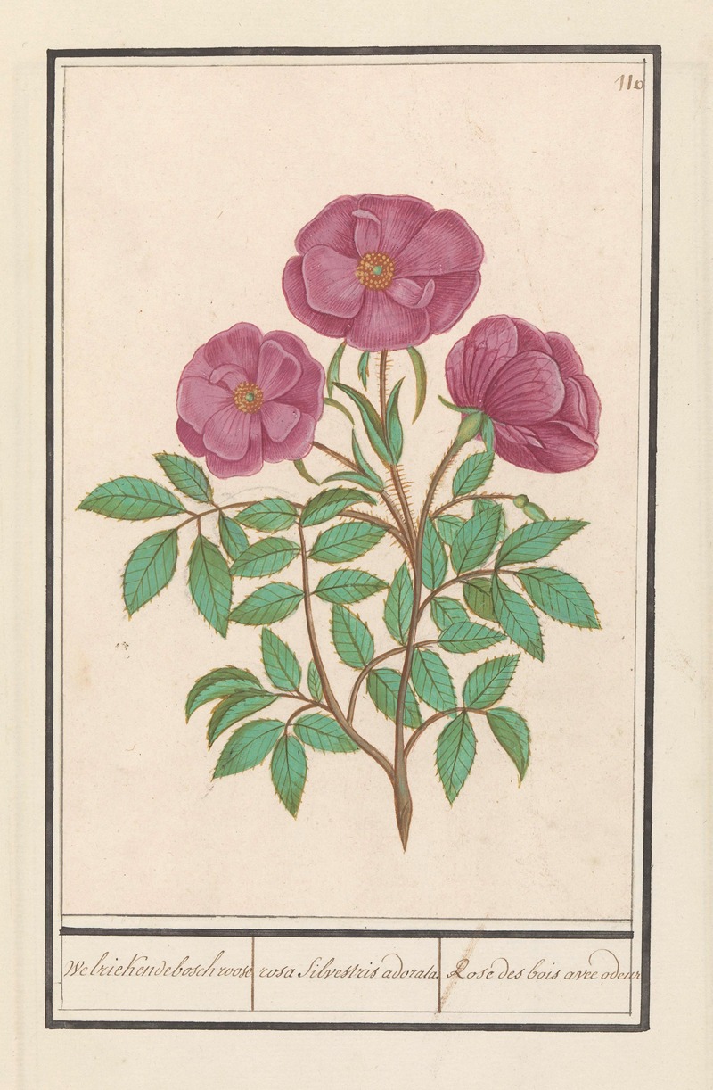 Anselmus Boëtius de Boodt - Wilde roos (Rosa) Welriekende bosch roose rosa silverstris adorata. Rose des bois avec odeur