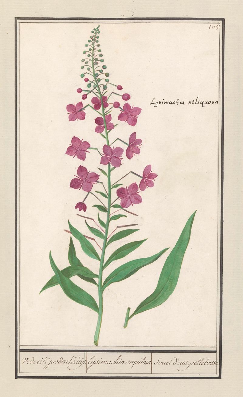 Anselmus Boëtius de Boodt - Wilgenroosje (Chamerion angustifolium) Vederik jooden Kruijt. lijsimachia sequilosa Souci d’eau. pellebosse