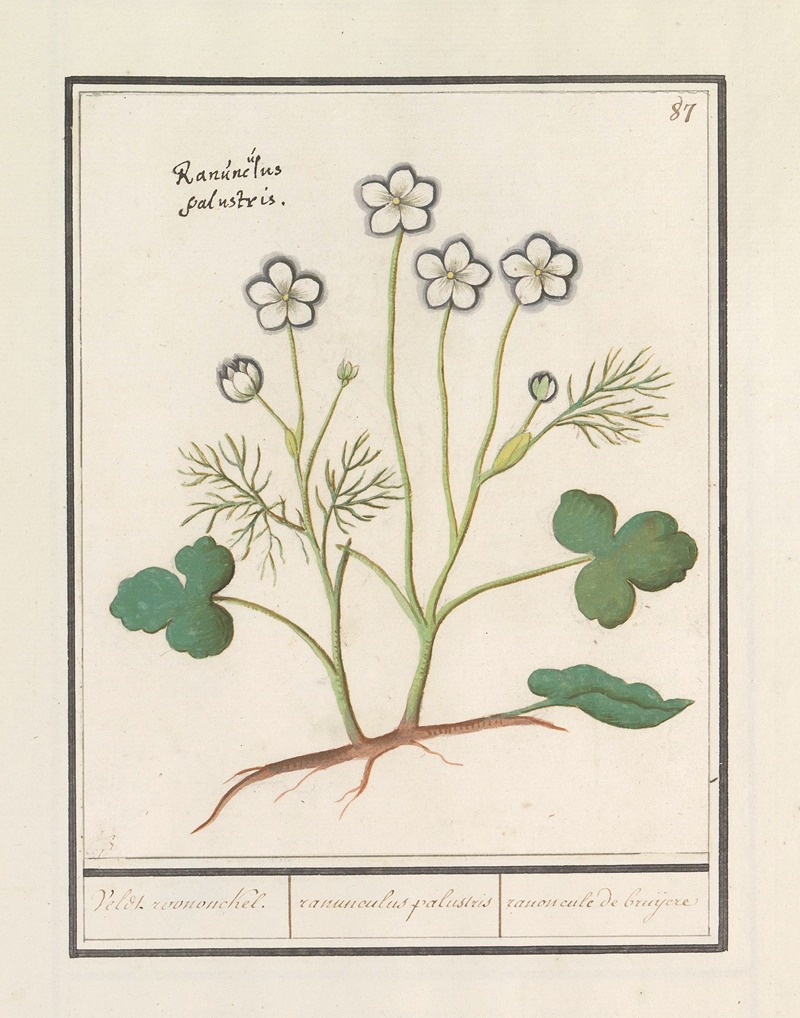 Anselmus Boëtius de Boodt - Witte boterbloem (Ranunculus aconitifolius) Veldt roononckel. ranunculus palustris ranoncule de bruijere.