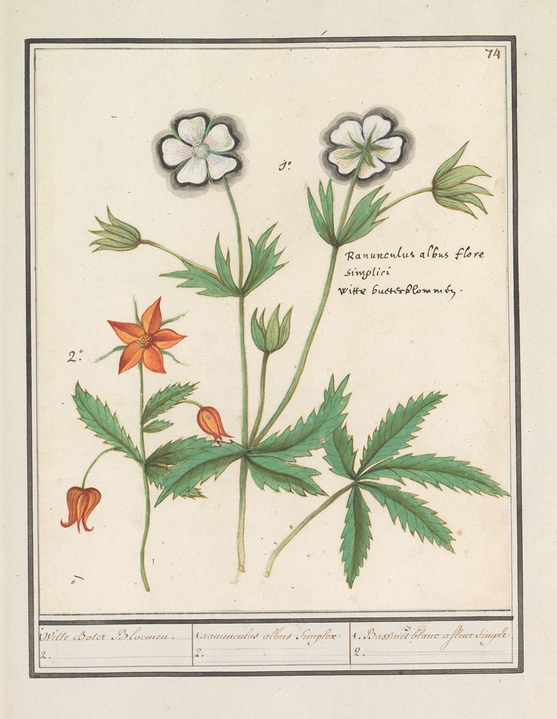 Anselmus Boëtius de Boodt - Witte boterbloem (Ranunculus) en een onbekende bloem 1. Witte Boter Bloemen. 2. 1. ranunculus albus Simplex