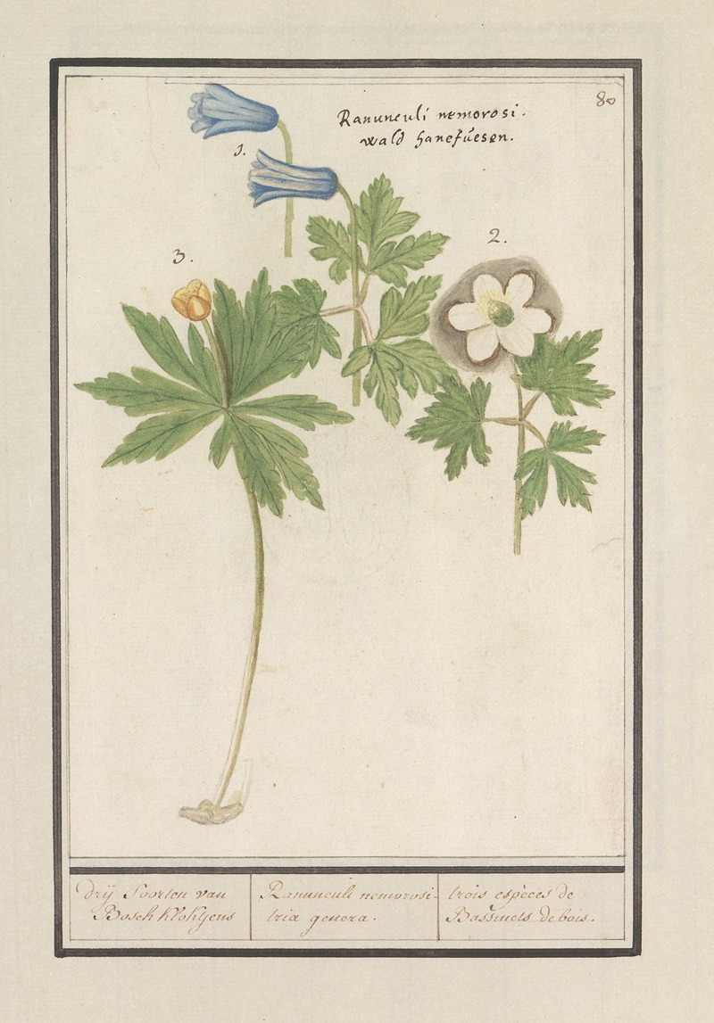 Anselmus Boëtius de Boodt - Witte en blauwe bosanemoon (Anemone nemorosa) drij soorten van Bosch Klokjens Ranunculi nemorosi tria genera