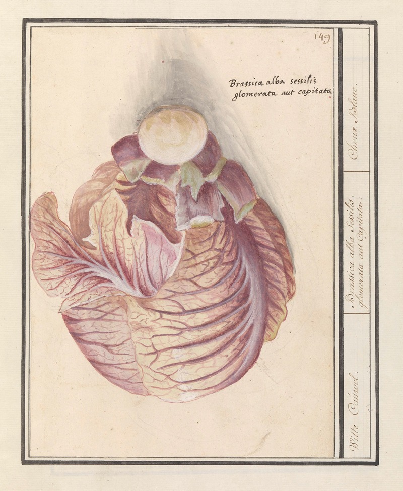 Anselmus Boëtius de Boodt - Witte kool (Brassica oleracea) Witte Cauwel. Brassica alba sessilis. glomerata aut Capitata. Choux Blanc.