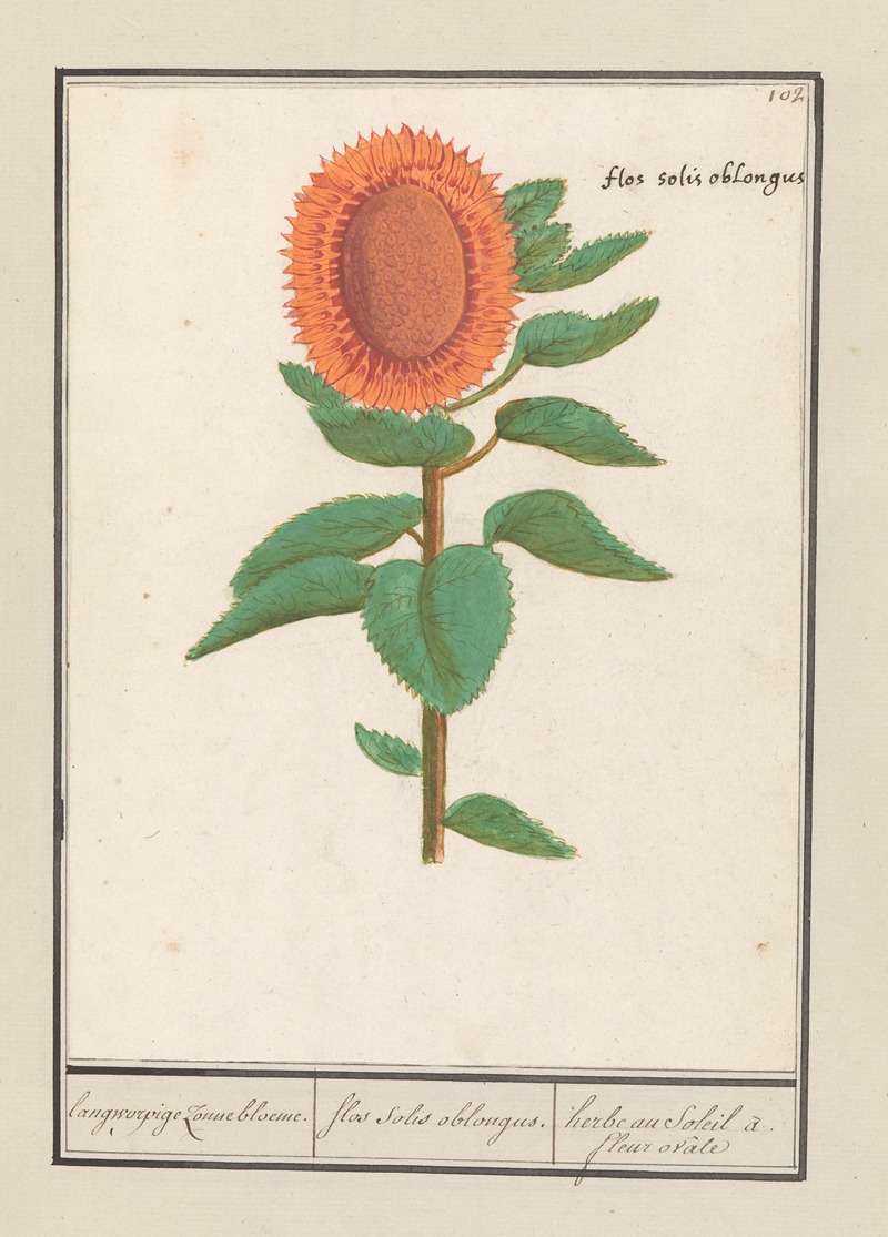 Anselmus Boëtius de Boodt - Zonnebloem (Helianthus annuus) langworpige Zonnebloeme. flos solis oblongus. herbe au Soleil à. fleur ovâle.