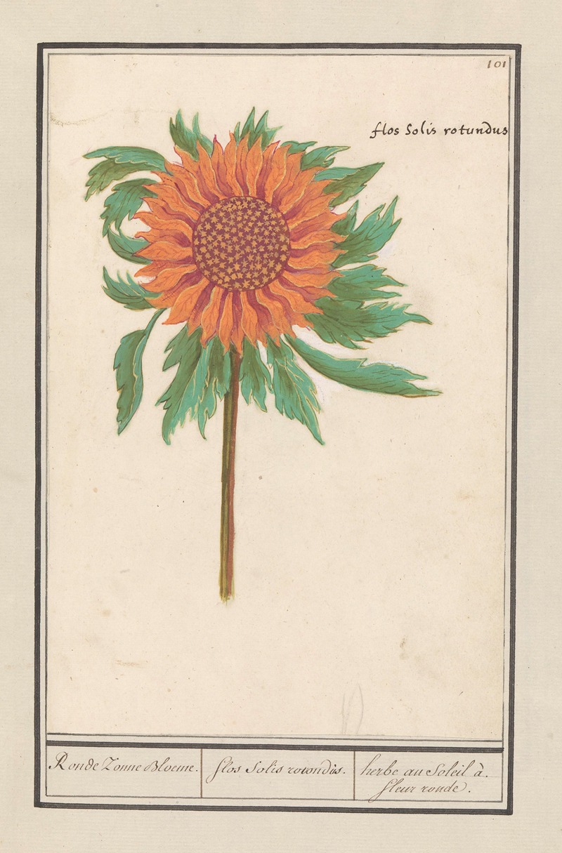 Anselmus Boëtius de Boodt - Zonnebloem (Helianthus annuus) Ronde Zonne Bloeme. Flos solis rotondus. herbe au soleil à. fleur ronde.