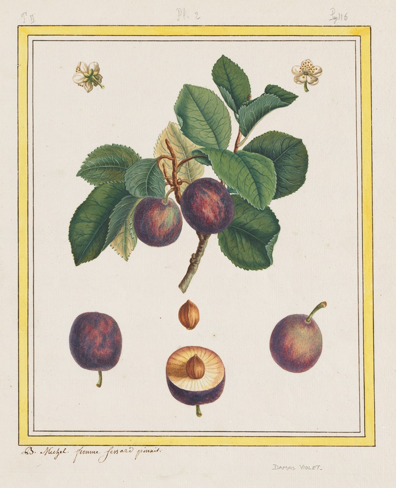 B. Michel - Damascus Plum