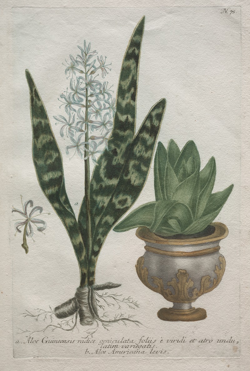 Bartholomaus Seutter - Aloes