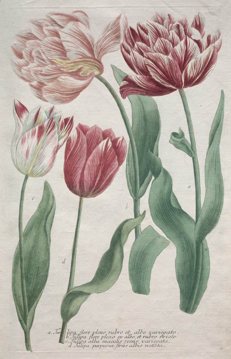 Bartholomaus Seutter - Tulips