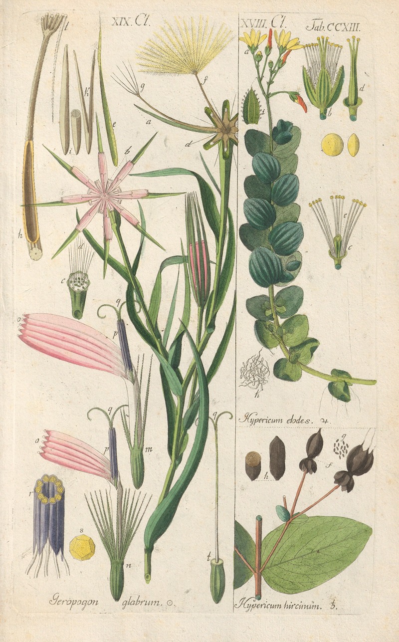 Christian Schkuhr - Botanisches Handbuch Pl.01