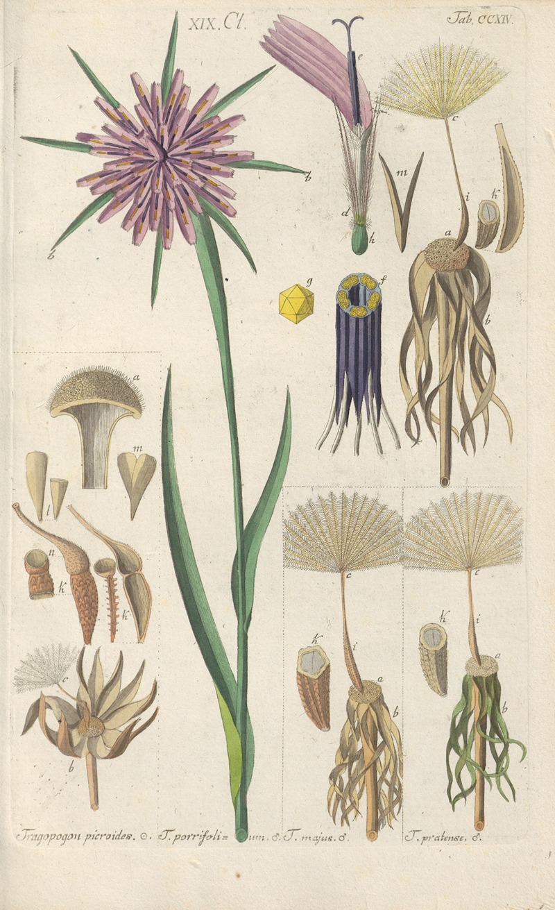 Christian Schkuhr - Botanisches Handbuch Pl.02