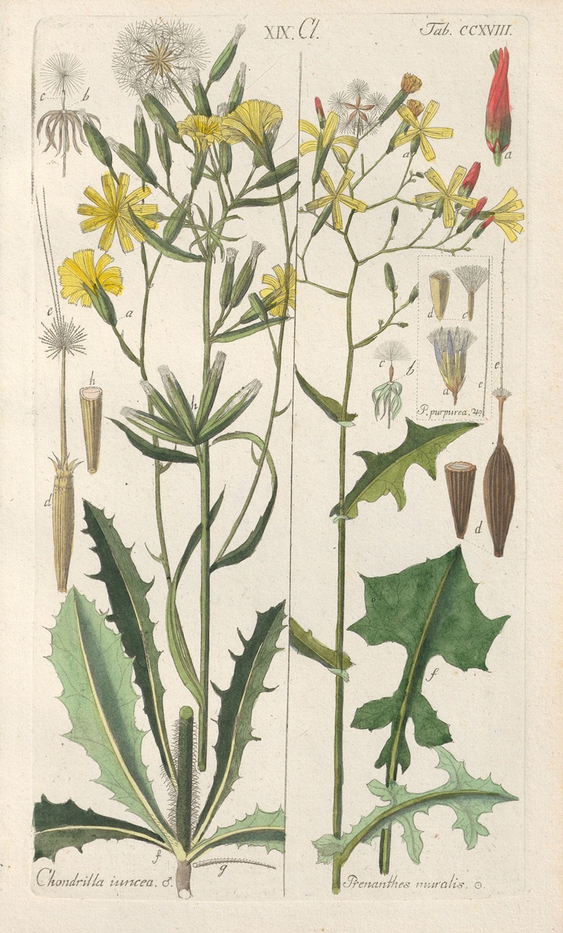 Christian Schkuhr - Botanisches Handbuch Pl.06