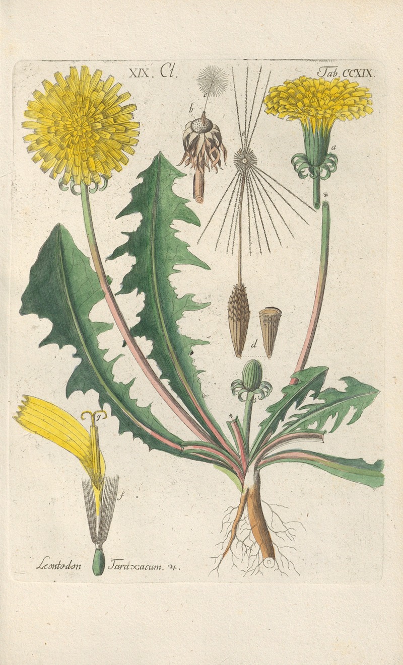 Christian Schkuhr - Botanisches Handbuch Pl.07