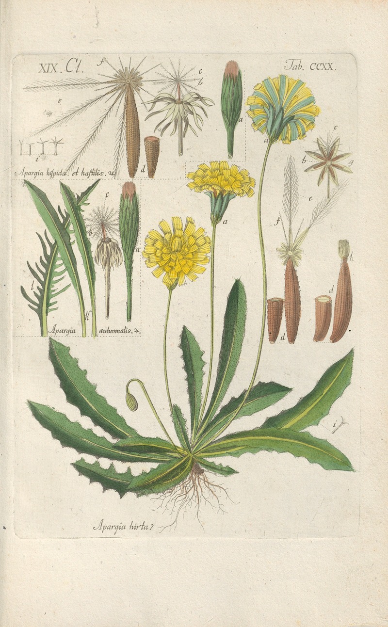 Christian Schkuhr - Botanisches Handbuch Pl.08