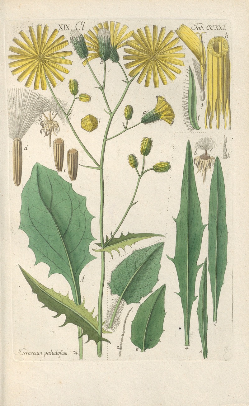 Christian Schkuhr - Botanisches Handbuch Pl.09