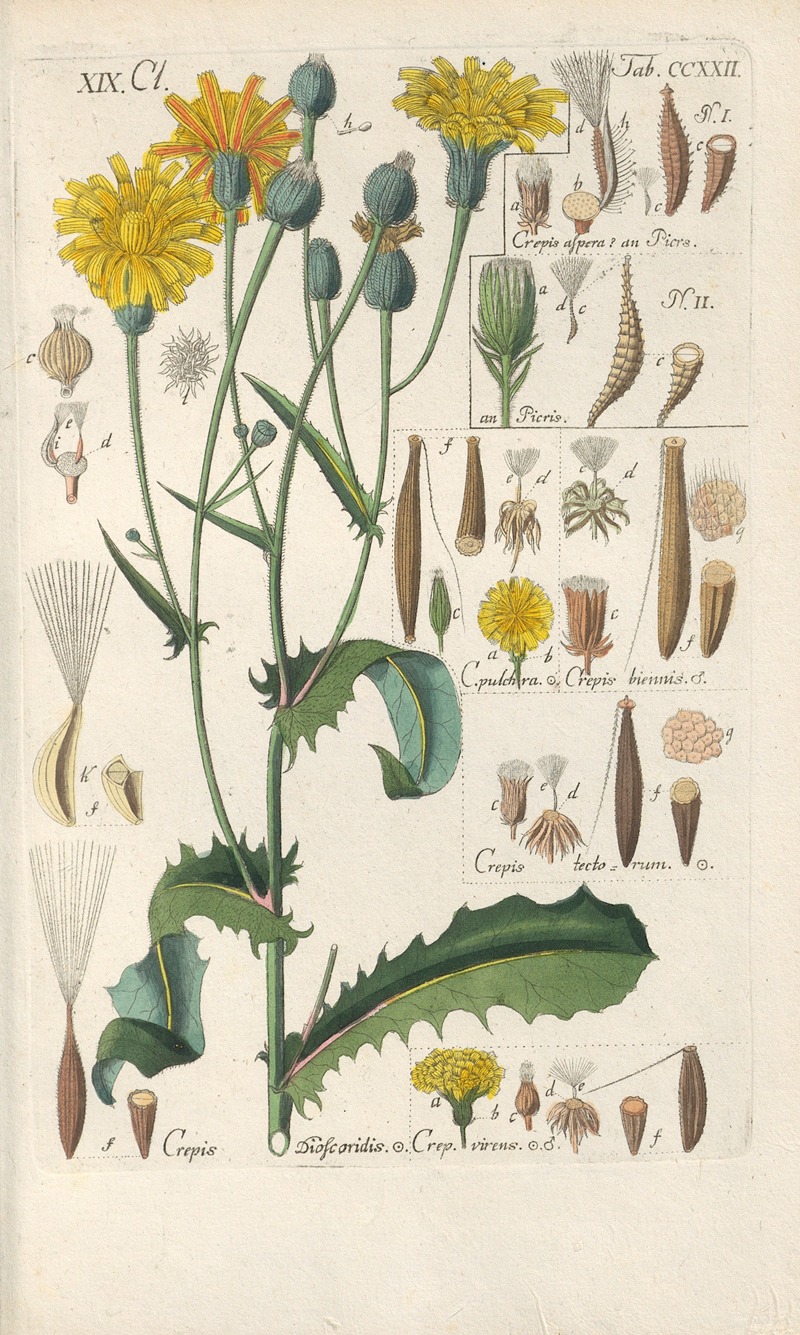 Christian Schkuhr - Botanisches Handbuch Pl.10