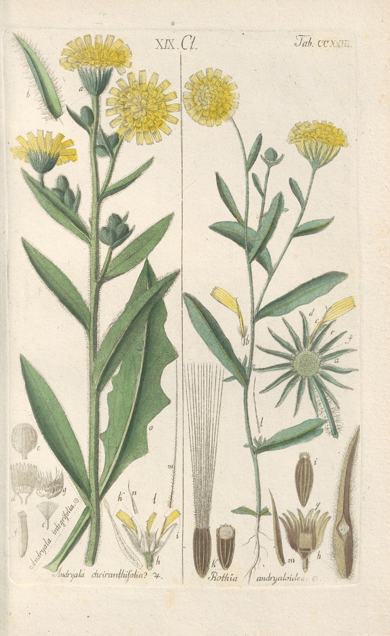 Christian Schkuhr - Botanisches Handbuch Pl.11