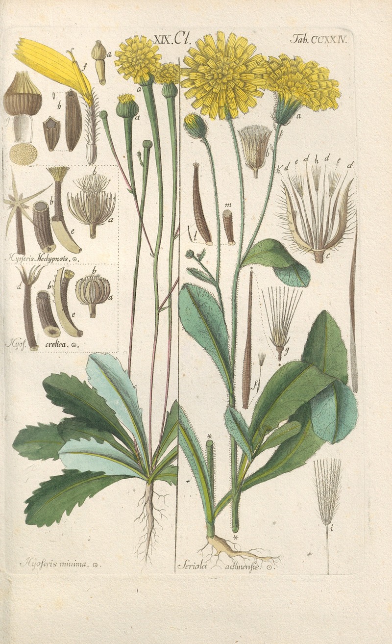 Christian Schkuhr - Botanisches Handbuch Pl.12