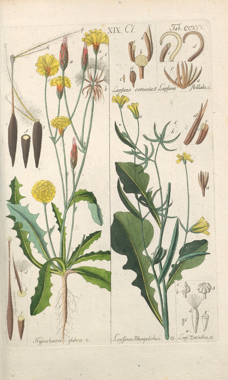 Christian Schkuhr - Botanisches Handbuch Pl.13