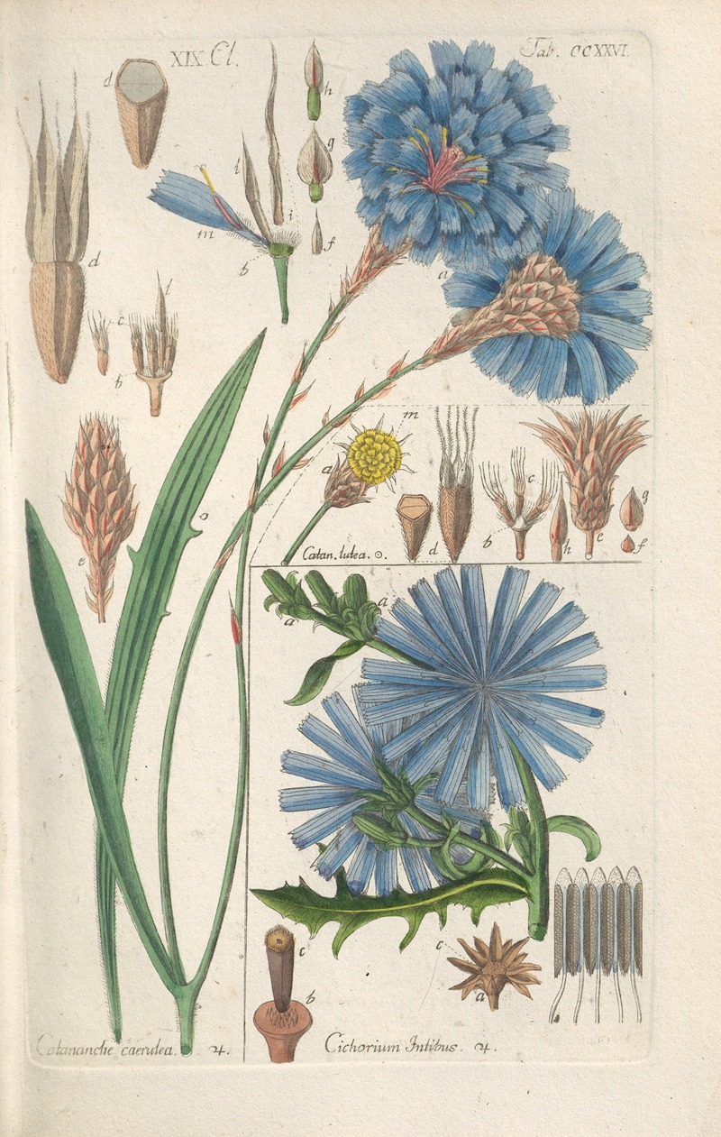 Christian Schkuhr - Botanisches Handbuch Pl.14