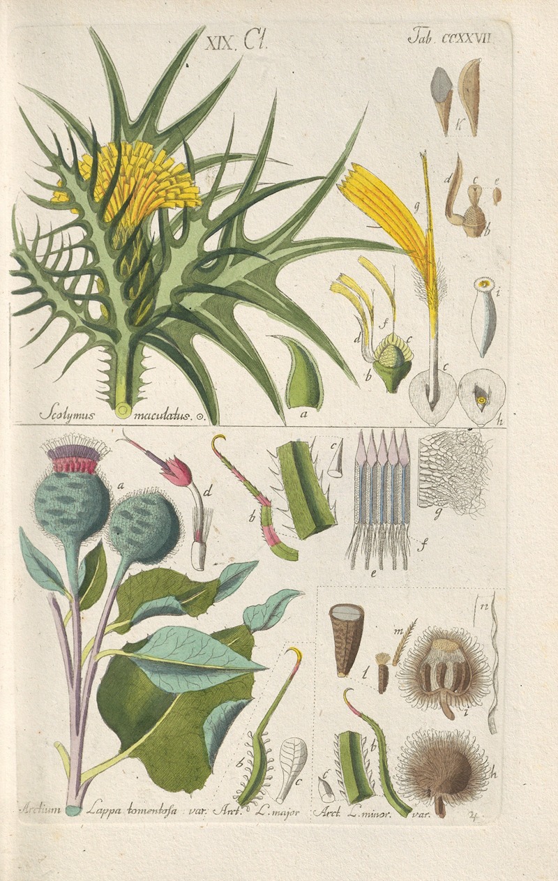 Christian Schkuhr - Botanisches Handbuch Pl.15