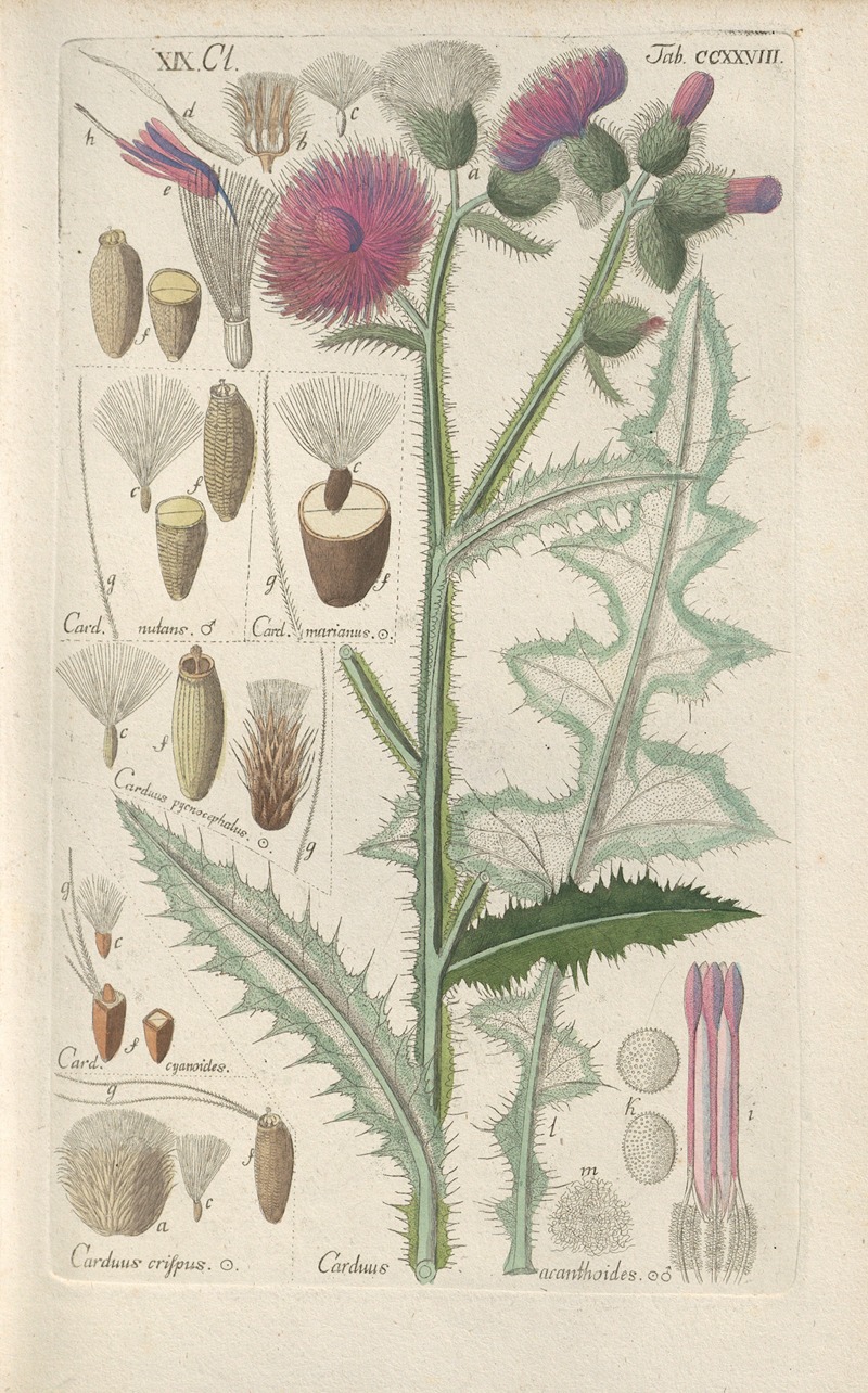 Christian Schkuhr - Botanisches Handbuch Pl.16