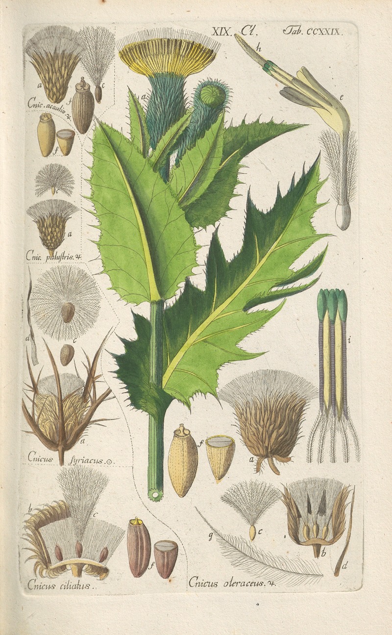 Christian Schkuhr - Botanisches Handbuch Pl.17