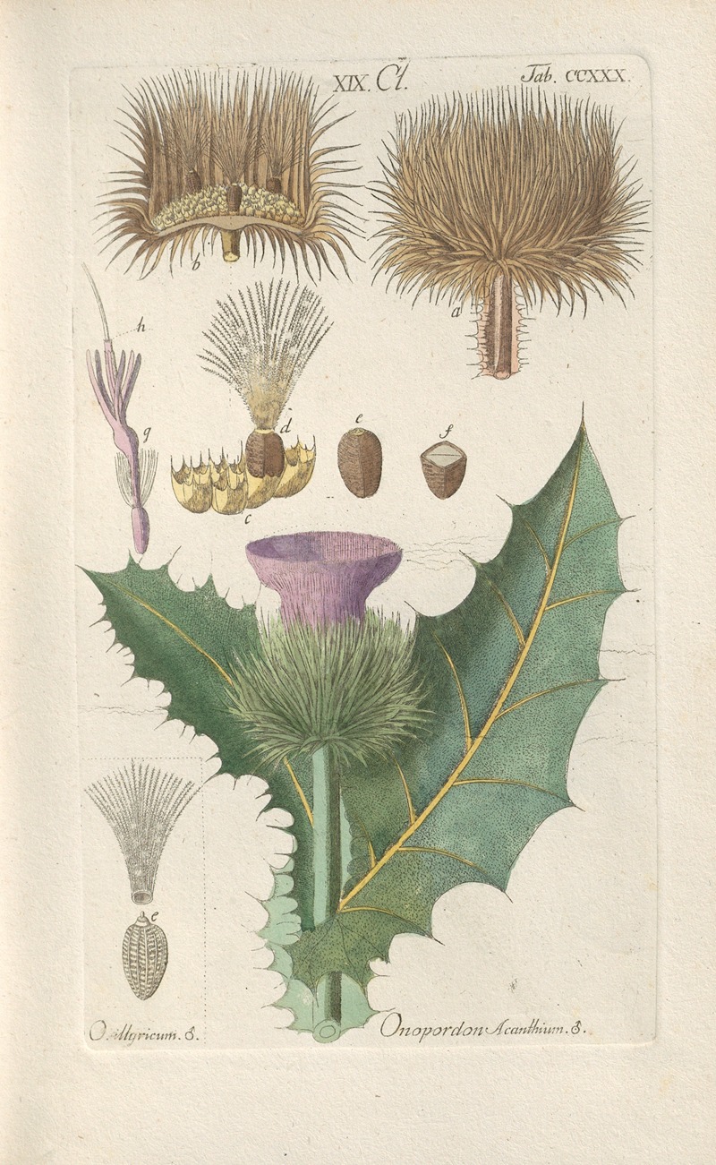 Christian Schkuhr - Botanisches Handbuch Pl.18