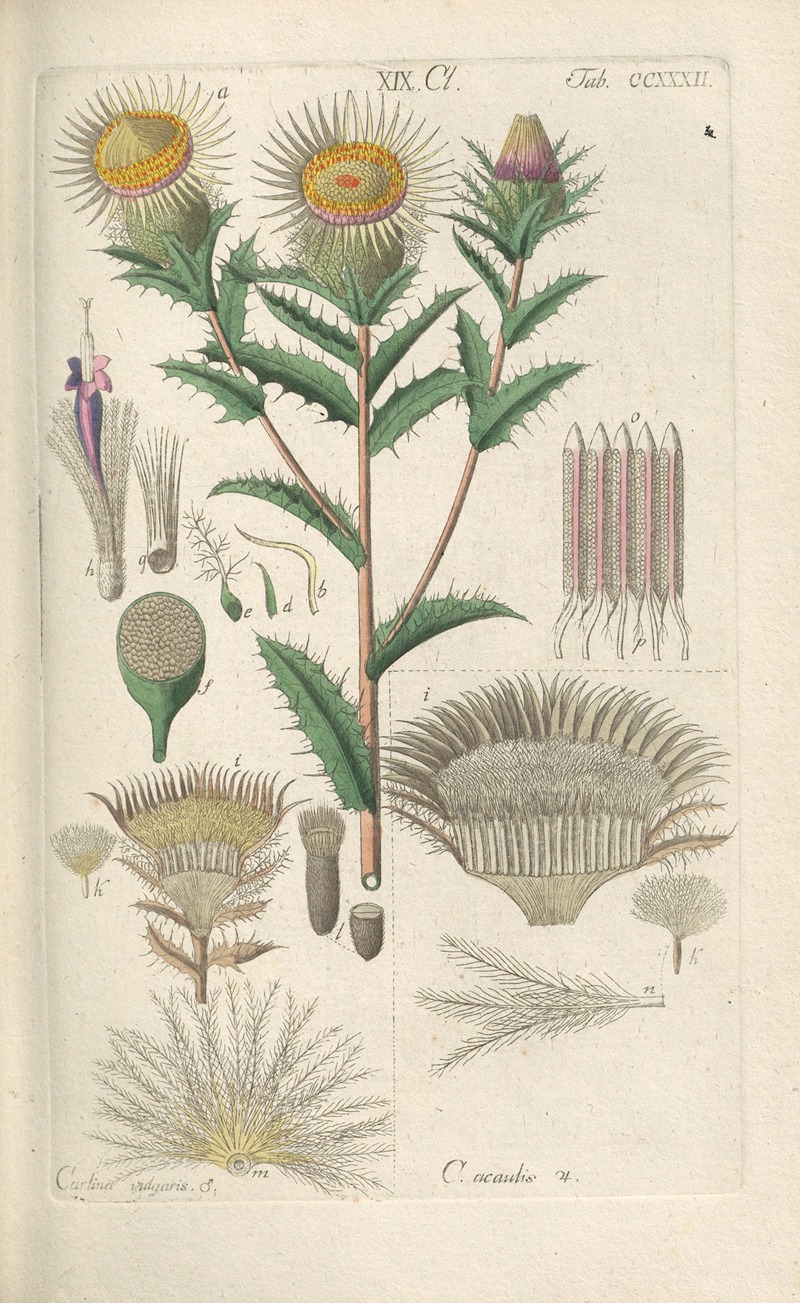 Christian Schkuhr - Botanisches Handbuch Pl.20