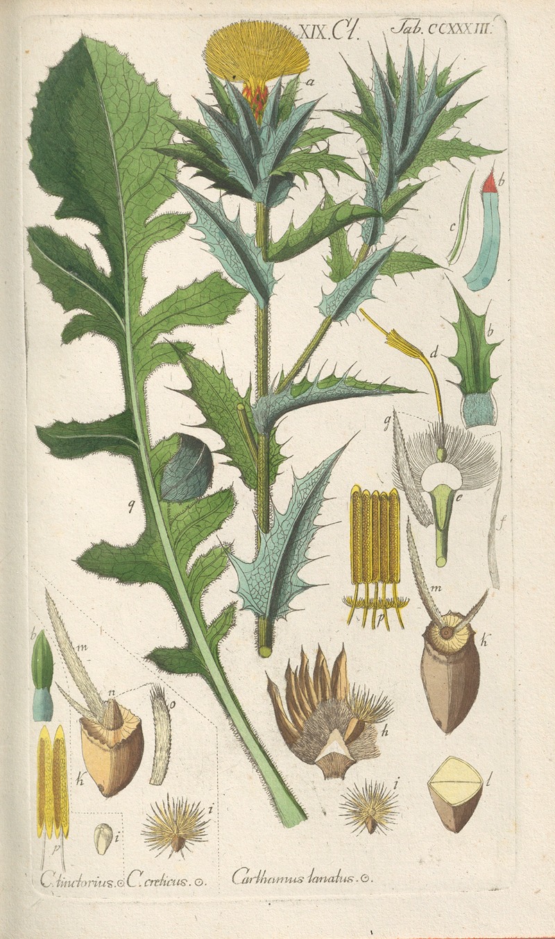 Christian Schkuhr - Botanisches Handbuch Pl.21