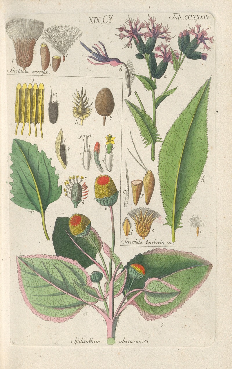 Christian Schkuhr - Botanisches Handbuch Pl.22