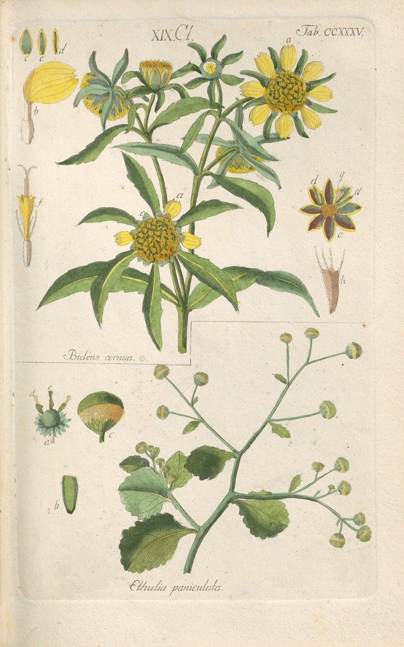 Christian Schkuhr - Botanisches Handbuch Pl.23