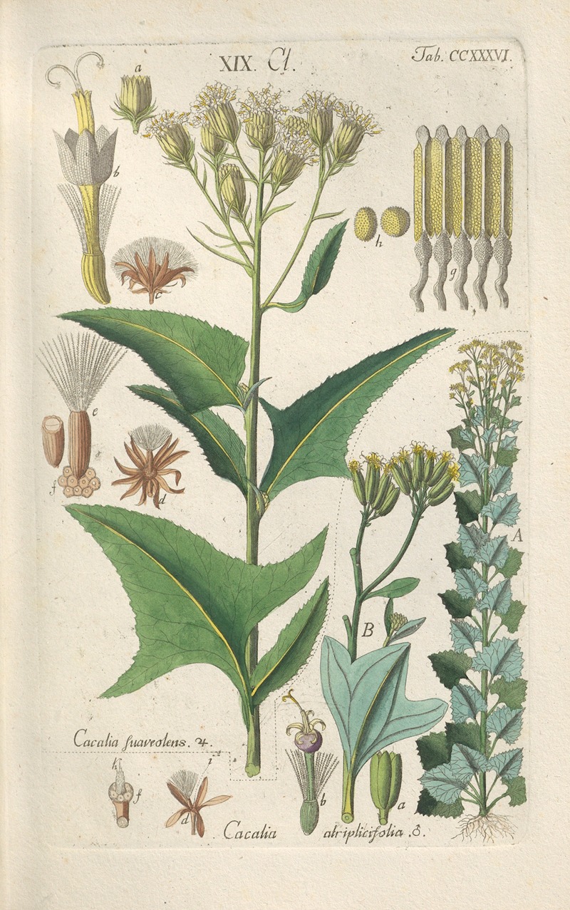 Christian Schkuhr - Botanisches Handbuch Pl.24