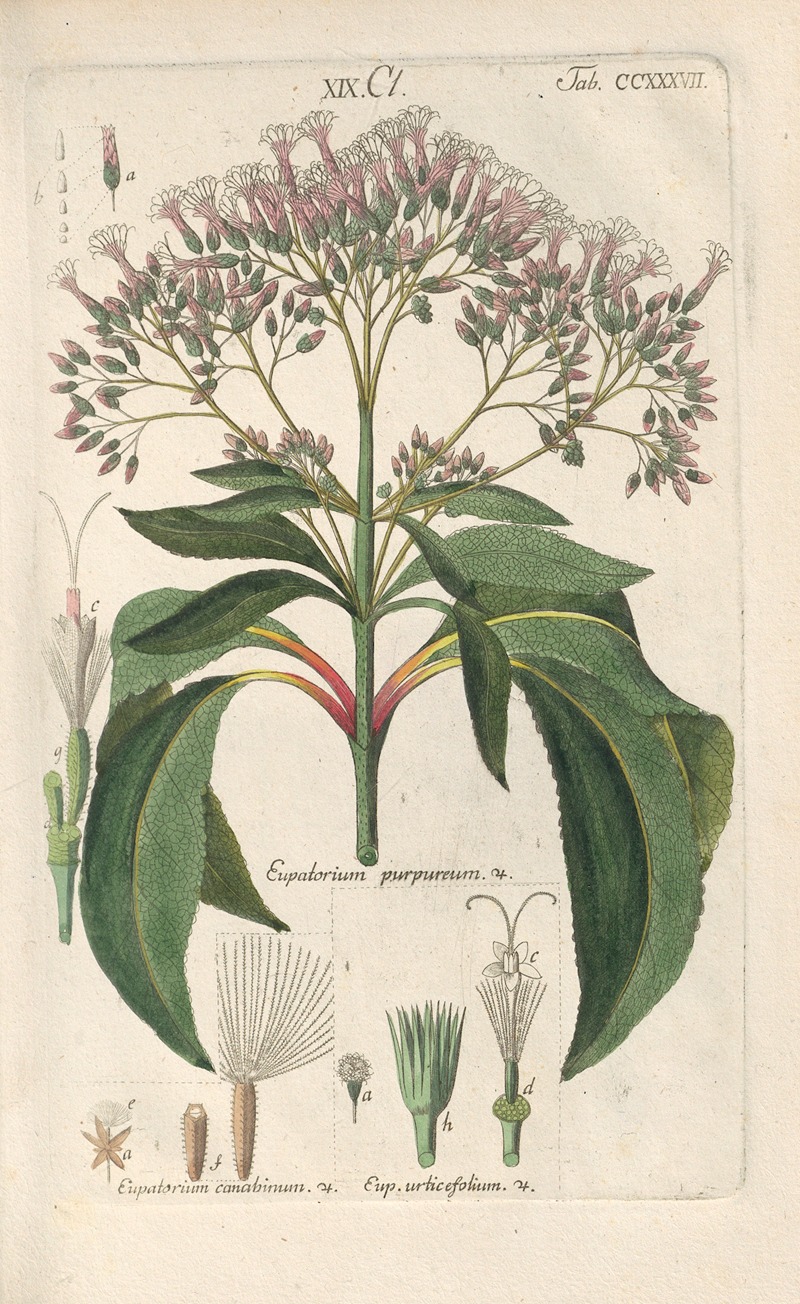 Christian Schkuhr - Botanisches Handbuch Pl.25