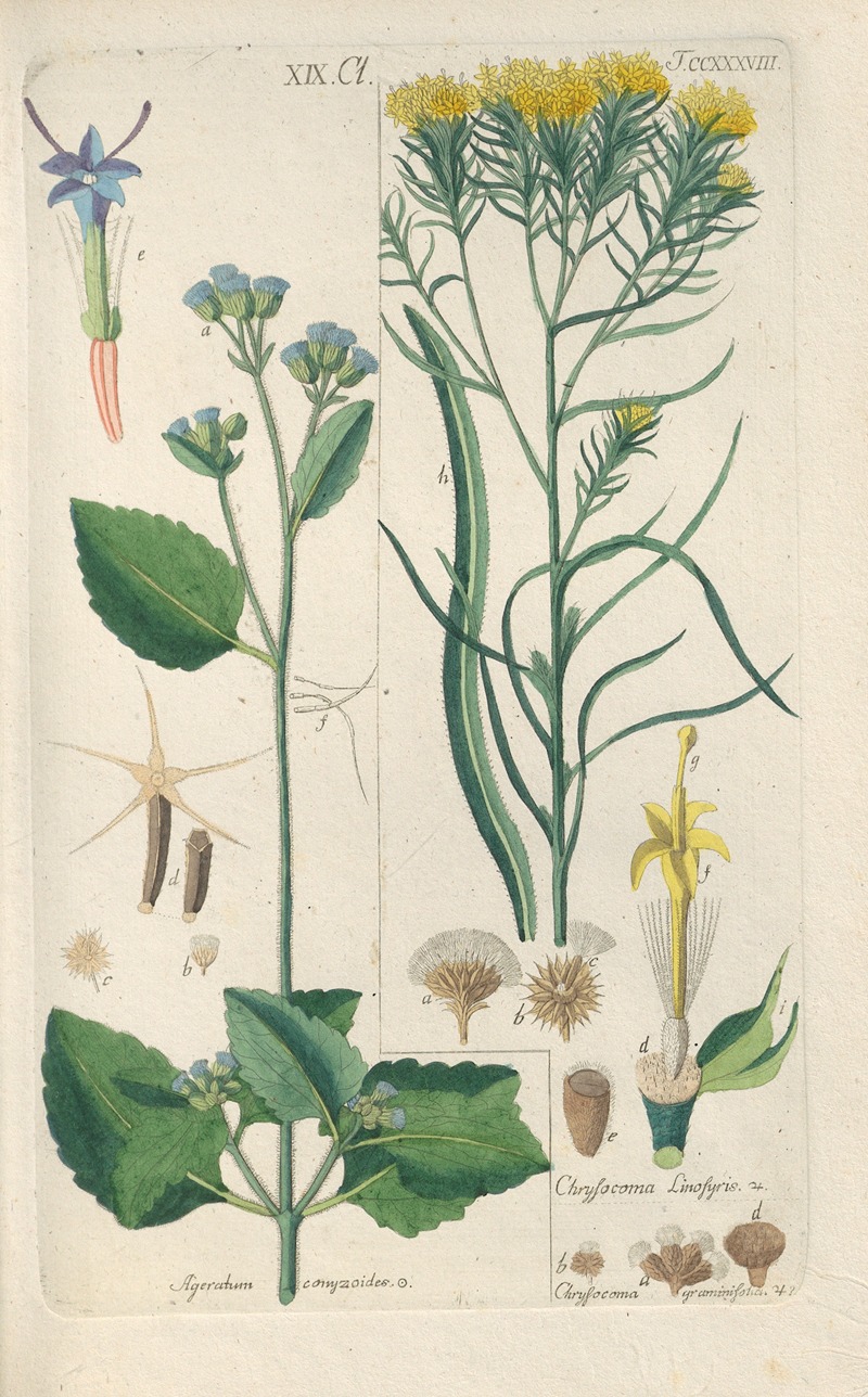 Christian Schkuhr - Botanisches Handbuch Pl.26