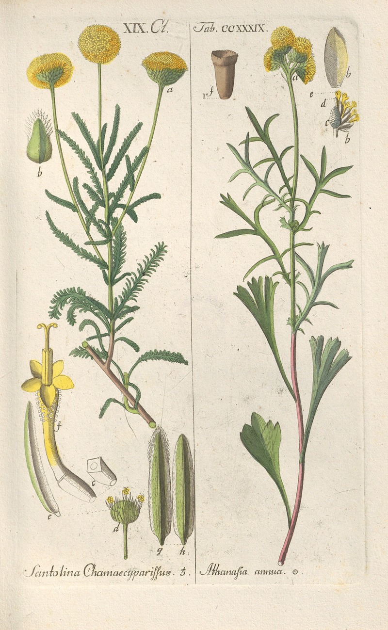 Christian Schkuhr - Botanisches Handbuch Pl.27