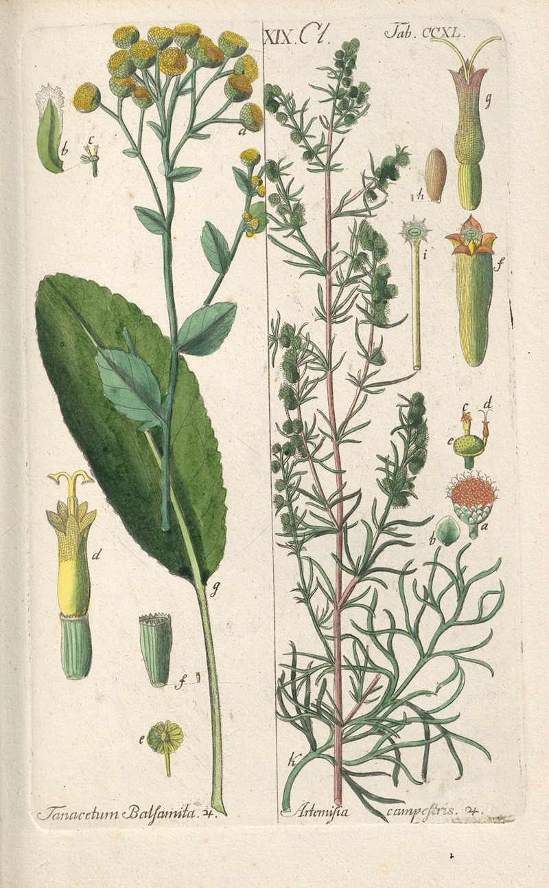 Christian Schkuhr - Botanisches Handbuch Pl.28