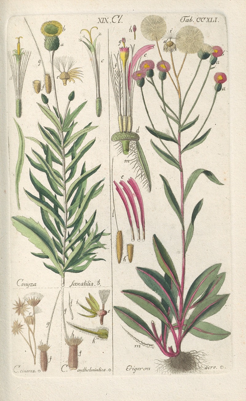 Christian Schkuhr - Botanisches Handbuch Pl.29