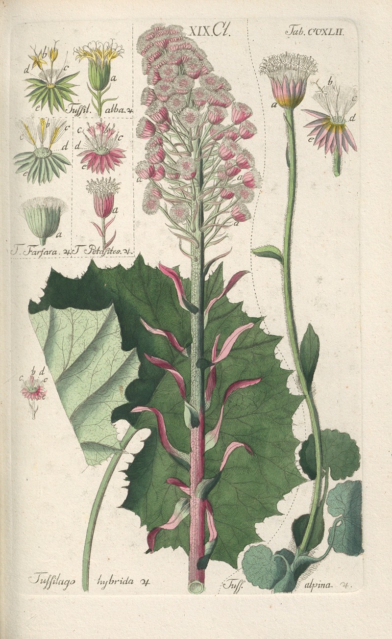 Christian Schkuhr - Botanisches Handbuch Pl.30