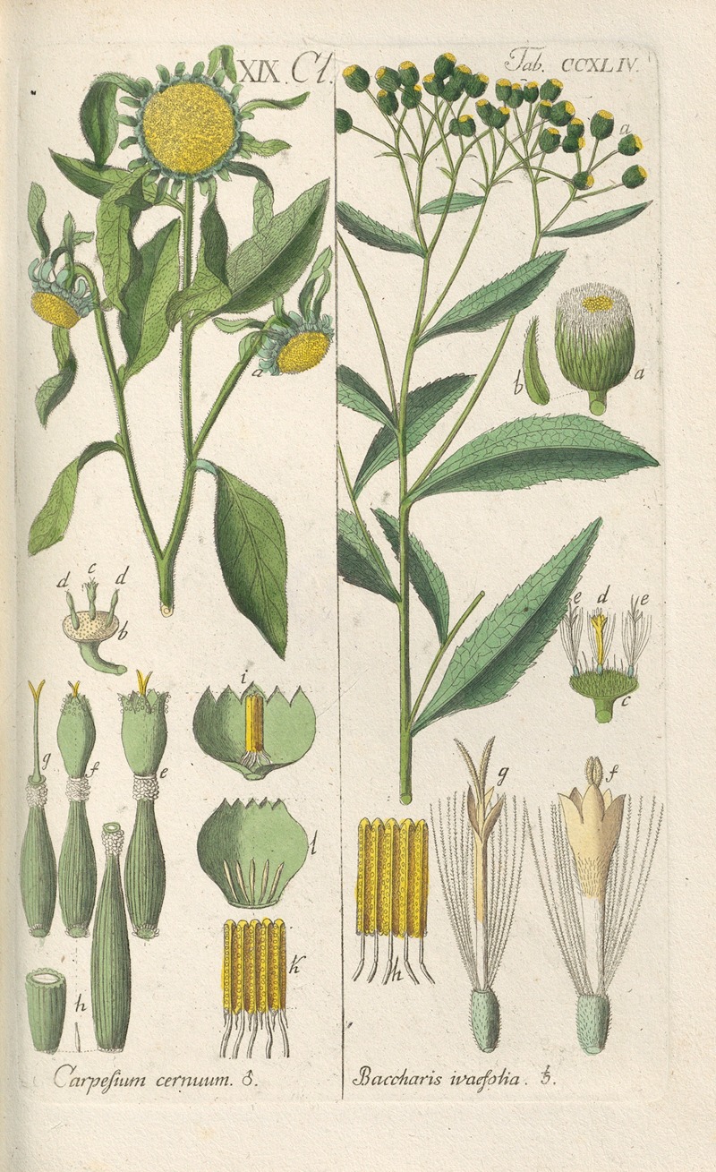 Christian Schkuhr - Botanisches Handbuch Pl.32