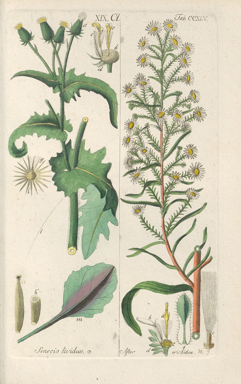 Christian Schkuhr - Botanisches Handbuch Pl.33