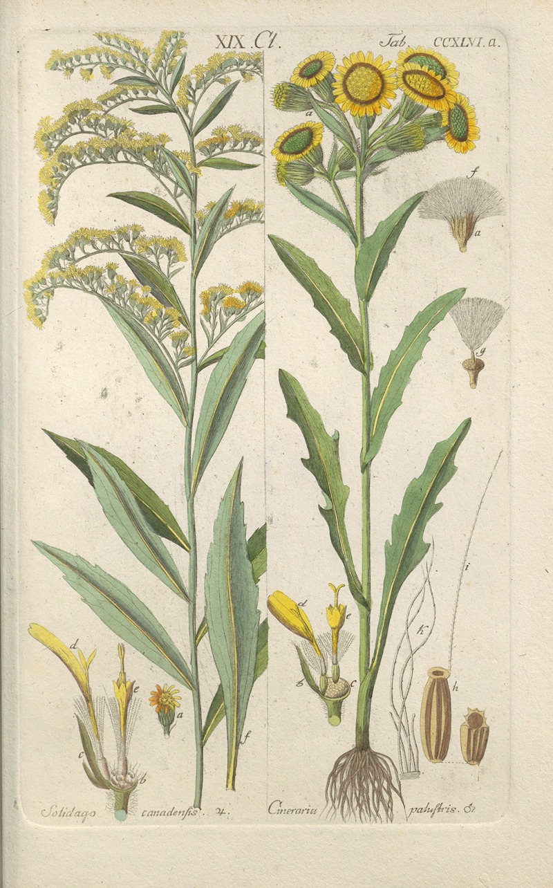 Christian Schkuhr - Botanisches Handbuch Pl.34