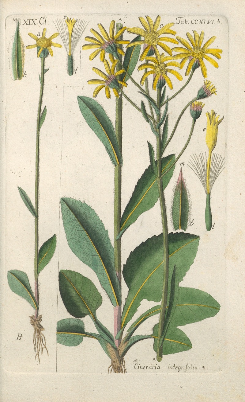 Christian Schkuhr - Botanisches Handbuch Pl.35