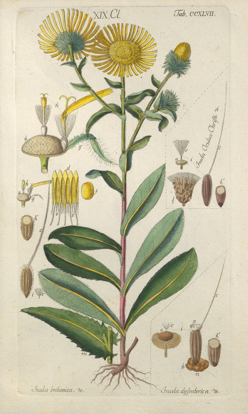 Christian Schkuhr - Botanisches Handbuch Pl.36