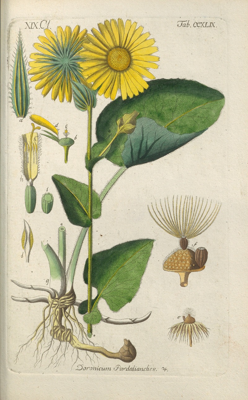 Christian Schkuhr - Botanisches Handbuch Pl.38