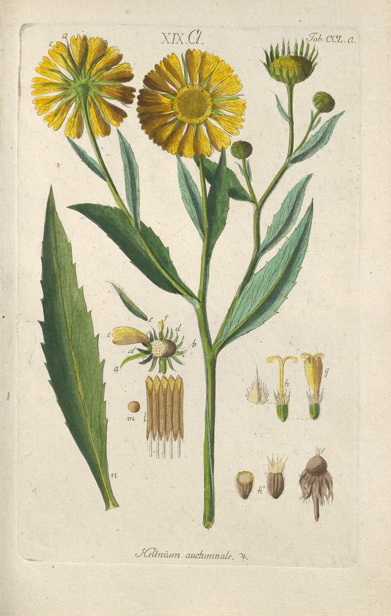 Christian Schkuhr - Botanisches Handbuch Pl.39