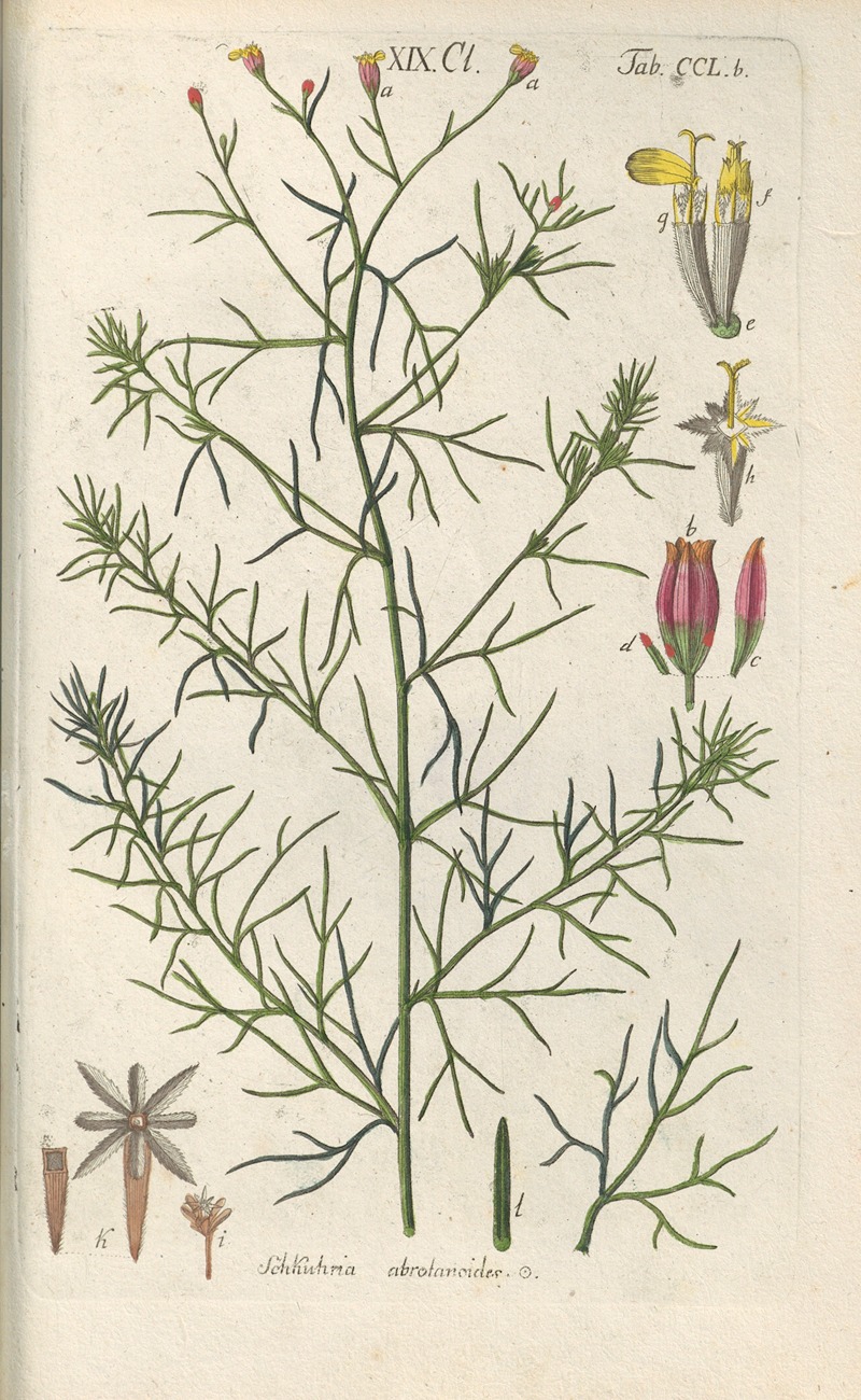 Christian Schkuhr - Botanisches Handbuch Pl.40