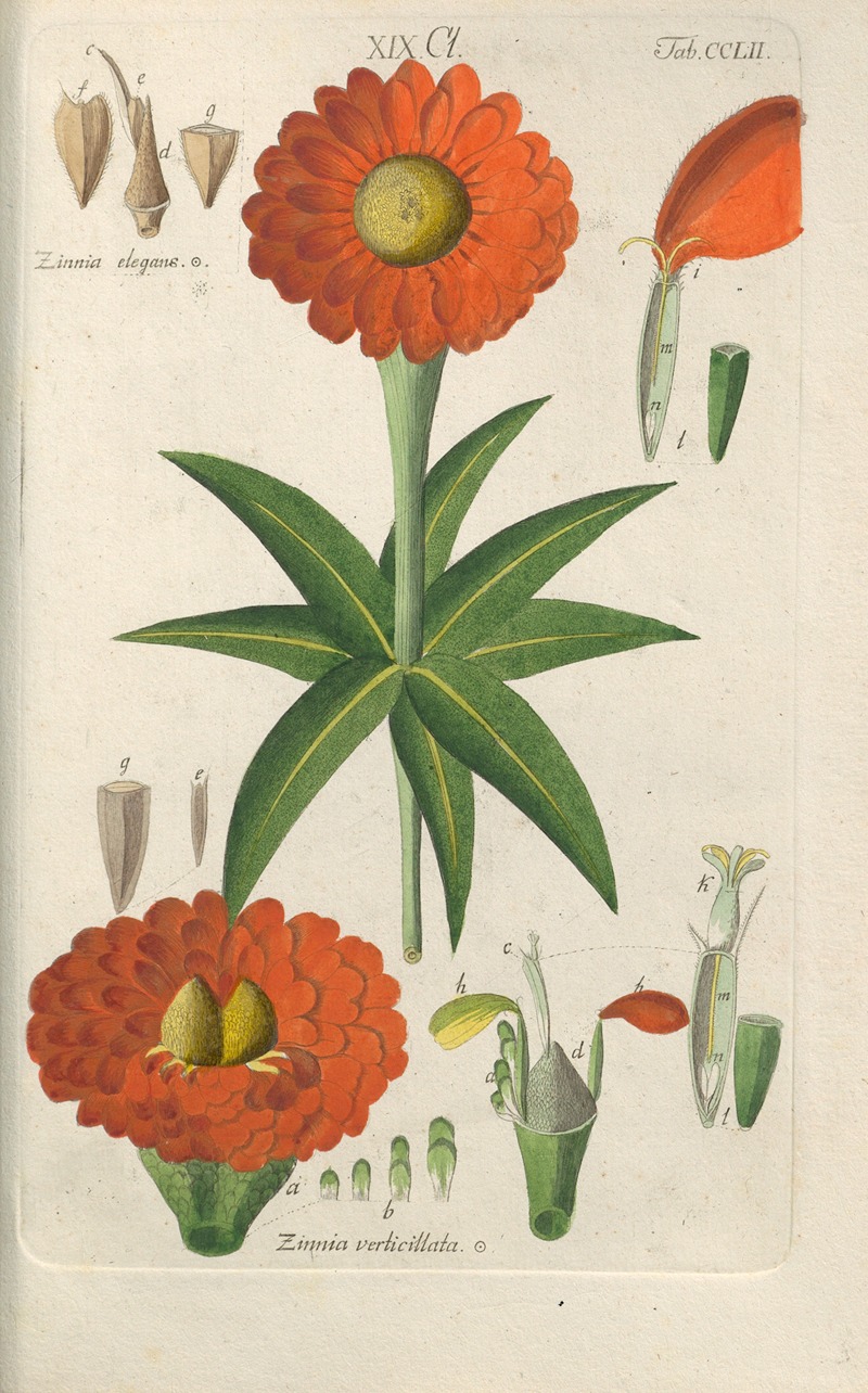 Christian Schkuhr - Botanisches Handbuch Pl.42