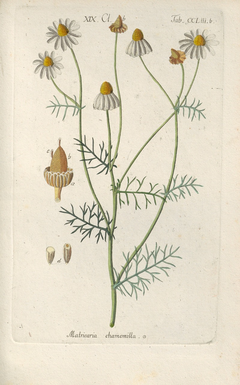 Christian Schkuhr - Botanisches Handbuch Pl.44