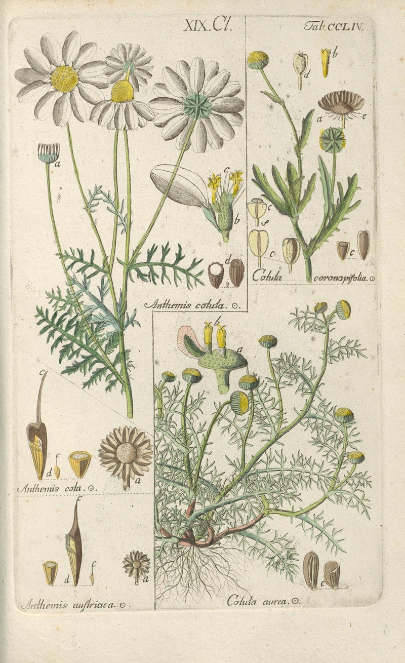 Christian Schkuhr - Botanisches Handbuch Pl.45