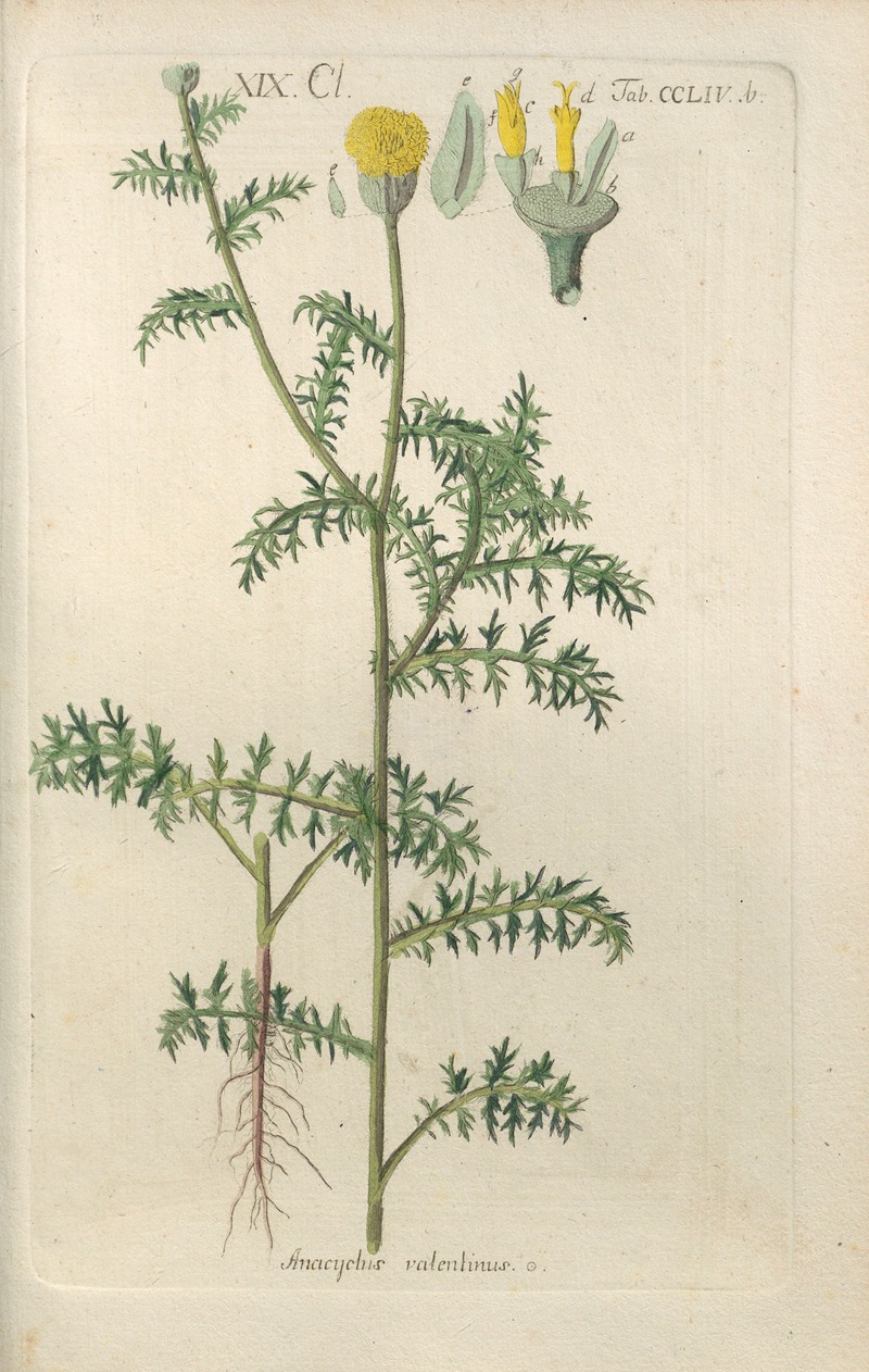 Christian Schkuhr - Botanisches Handbuch Pl.46